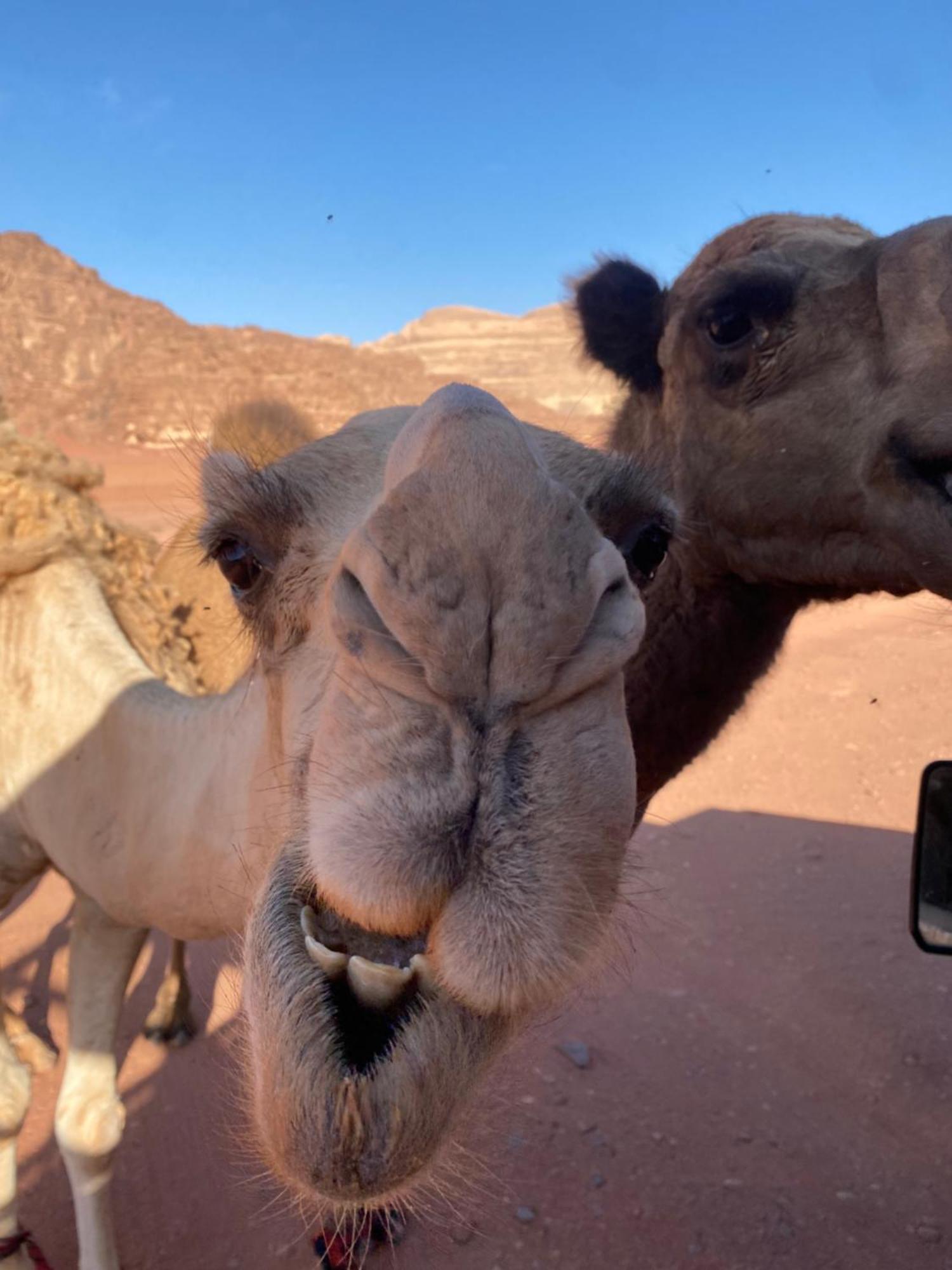 Wadi Rum Desert Heart Camp Kültér fotó