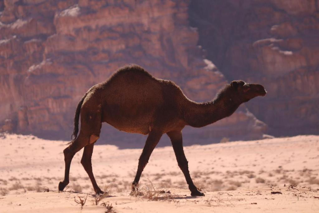 Wadi Rum Desert Heart Camp Kültér fotó